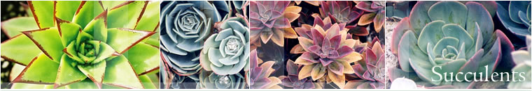 Succulents